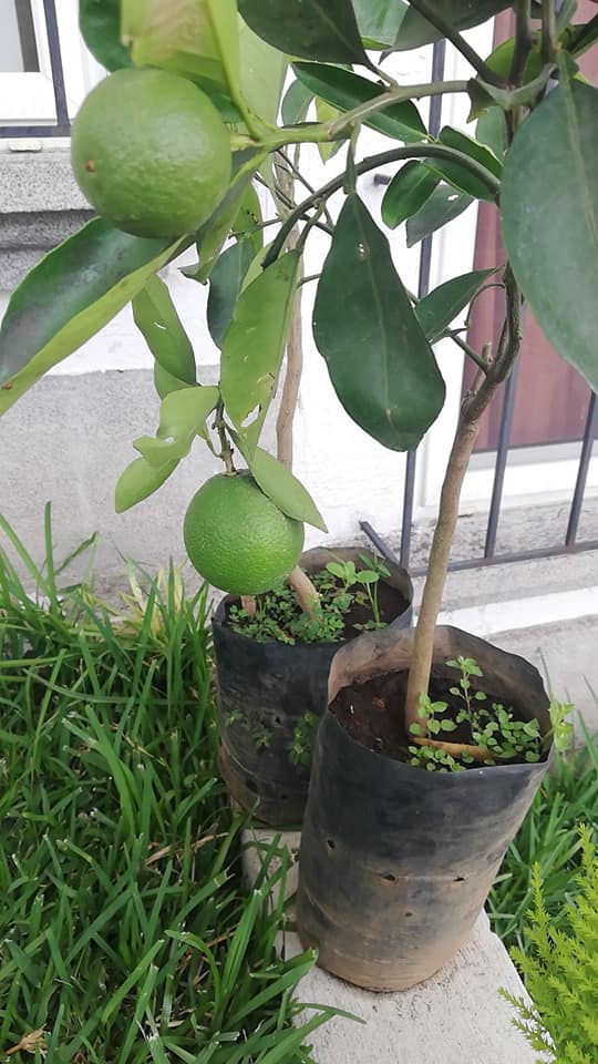ÁRBOLES FRUTALES