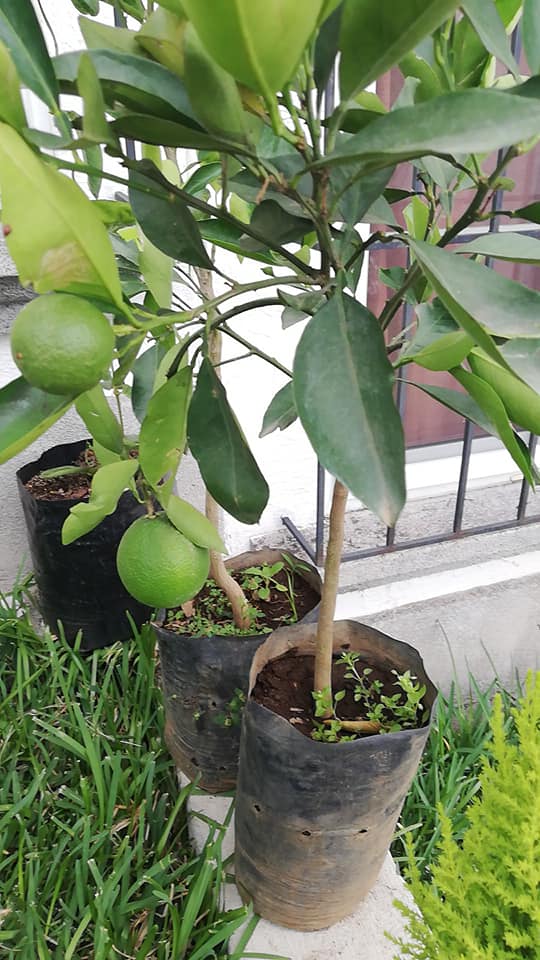 Variedad de árboles frutales